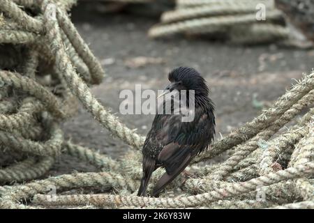 Starling mit einem Preen, während er auf Seilen am Amble Quayside stand Stockfoto