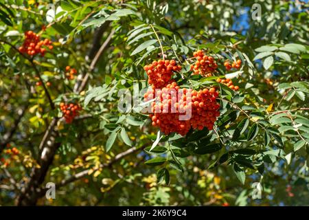 Vogelgruppen wiegen im Wind. An einem klaren, sonnigen Tag verzweigt sich der Rowan-Baum gegen den blauen Himmel. Natur. Ernte von roten und orangen Beeren. Heilpflanze. Bergasche - Europäische Sorbus aucuparia. Stockfoto