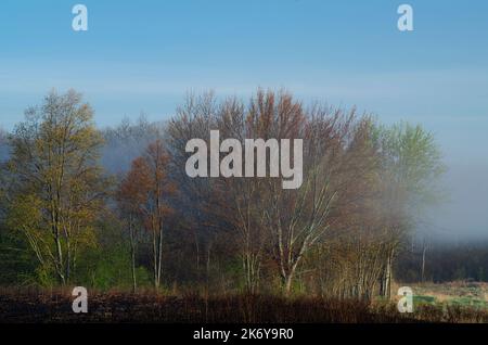 Ein Wald, der gerade mit Frühlingsfarbe aufblüht, ist in frühmorgendlichen Nebel gehüllt, während die Sonne den Nebel verbrennt. Phyllis Haehnle Sanctuary, Jackson, MI Stockfoto