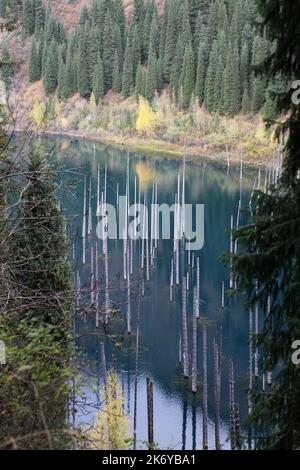 Lake Kaindy „unken Birch Forest“, Kolsay Lakes National Park, Saty, Tien Shan Mountains, Almaty Region, Kasachstan, Zentralasien Stockfoto