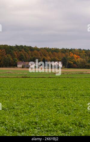 Ein Haus und Lebensraum am Rande eines Ackerlandes und eines Waldes an einem klaren Herbsttag. Stockfoto