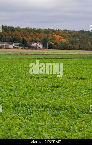 Ein Haus und Lebensraum am Rande eines Ackerlandes und eines Waldes an einem klaren Herbsttag. Stockfoto