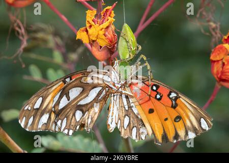 Eine grüne Luchs-Spinne macht aus einem fritillären Schmetterling am Mitchell Lake, San Antonio, Texas, eine Mahlzeit auf einem roten Paradiesvogelpflanze. Stockfoto