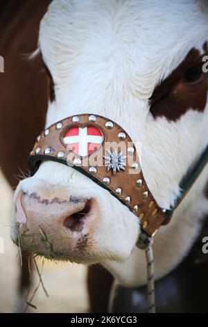 Harnais en cuir sur les naseaux d'une vache. Saint-Gervais-les-Bains. Station de Sports d'hiver. Haute-Savoie. Auvergne-Rhône-Alpes. Frankreich. Europa. Stockfoto