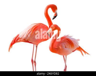 Paar wunderschöne Flamingos auf weißem Hintergrund isoliert. Stockfoto