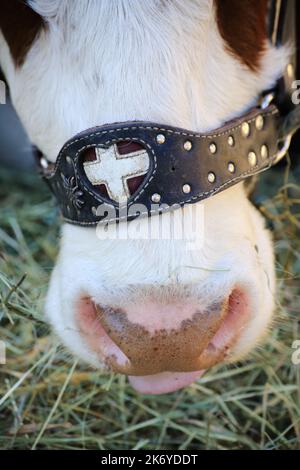 Harnais en cuir sur les naseaux d'une vache. Saint-Gervais-les-Bains. Station de Sports d'hiver. Haute-Savoie. Auvergne-Rhône-Alpes. Frankreich. Europa. Stockfoto