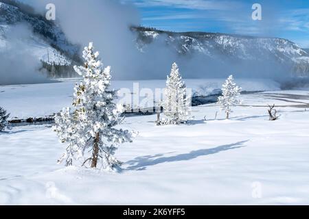 WY05125-00....Wyoming - Mattierte Bäume entlang des Firehole River im Yellowstone National Park. Stockfoto