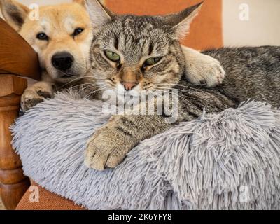 Shiba Inu Welpe und sein Freund gestreiften Kätzchen Stockfoto