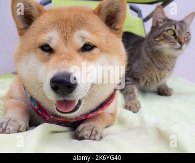 Shiba Inu Welpe und sein Freund gestreiften Kätzchen Stockfoto