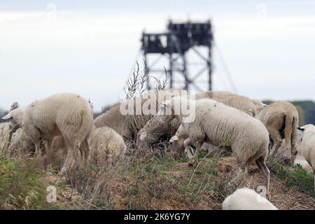 Erkelenz, Deutschland. 16. Oktober 2022. Schafe weiden am Rande der Braunkohlemine Garzweiler II von RWE. Auf ihrer Parteikonferenz lehnten die Grünen einen Schub gegen die Vereinbarung zum Ausstieg aus der Kohle in Nordrhein-Westfalen im Jahr 2030 nur knapp ab. Kredit: David Young/dpa/Alamy Live Nachrichten Stockfoto