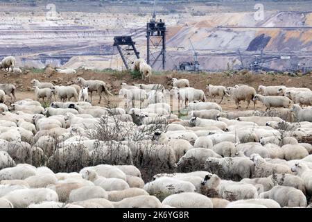 Erkelenz, Deutschland. 16. Oktober 2022. Schafe weiden am Rande der Braunkohlemine Garzweiler II von RWE. Auf ihrer Parteikonferenz lehnten die Grünen einen Schub gegen die Vereinbarung zum Ausstieg aus der Kohle in Nordrhein-Westfalen im Jahr 2030 nur knapp ab. Kredit: David Young/dpa/Alamy Live Nachrichten Stockfoto