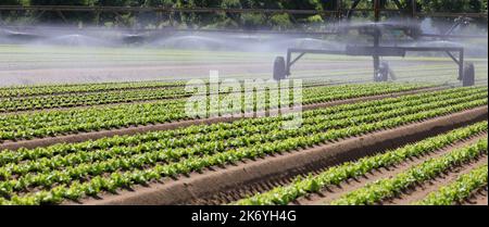 Automatisches Bewässerungssystem auf dem Kulturfeld, um dem Anbau während der Sommertrockenheit Wasser zu geben Stockfoto