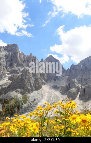 Gelbe Blüten von Arnica Montana und den Bergen der Dolomiten in den Alpen in Italien im Sommer Stockfoto