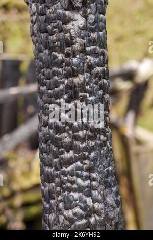 Verkohltes brennendes Log eines zerstörten Hauses in Brand. Nahaufnahme mit Holzkohlestruktur. Unfallkonzept Stockfoto