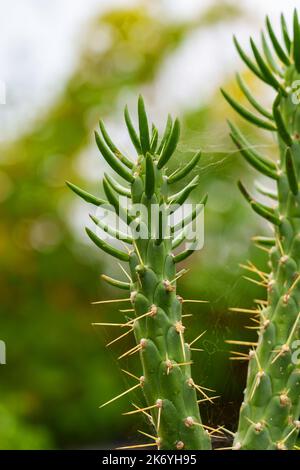 Wachsende Sukkulente Kaktuspflanze mit Spinnweben auf Dornen aus der Nähe. Oase im Wüstenkonzept Stockfoto