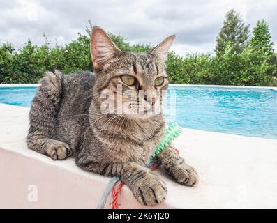 Das Gesicht einer smarten Tabby-Katze Stockfoto