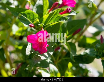 Nahaufnahme des blühenden Mirabilis jalapa (Marvel of Peru, japanische Wunderblume) Stockfoto