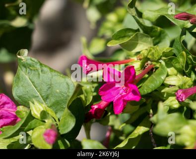 Nahaufnahme des blühenden Mirabilis jalapa (Marvel of Peru, japanische Wunderblume) Stockfoto