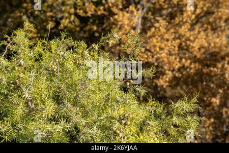 Nahaufnahme einer scharfen Zeder, einer Kade, einem Kadenwacholder, einer stacheligen Zeder oder einem Wacholder-Oxycedrus Stockfoto