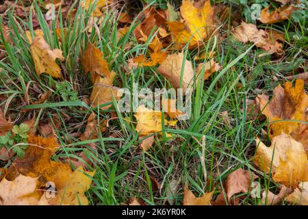 Herbst bunte Blätter liegen zwischen grünem Gras an einem klaren Herbsttag. Stockfoto