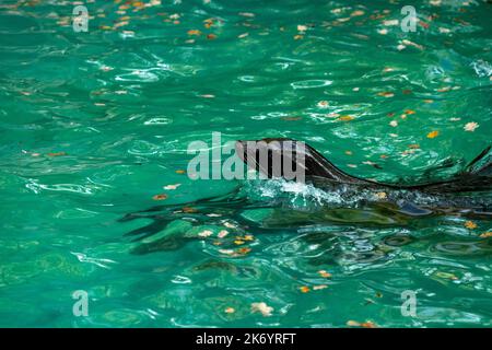 Tiere im Zoo - Seelöwe Stockfoto