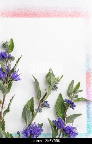 Caryopteris blüht mit Blättern - Studio liegt flach Stockfoto