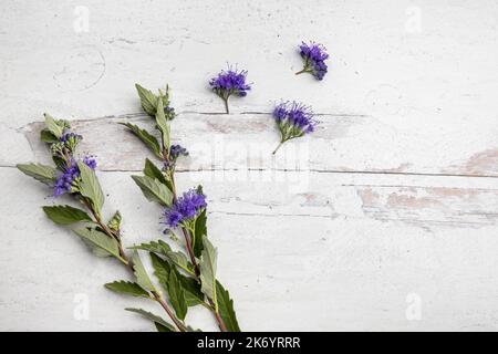 Caryopteris blüht mit Blättern - Studio flach - auf weiß gewaschenen Holz Stockfoto