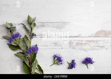 Caryopteris blüht mit Blättern - Studio flach - auf weiß gewaschenen Holz Stockfoto