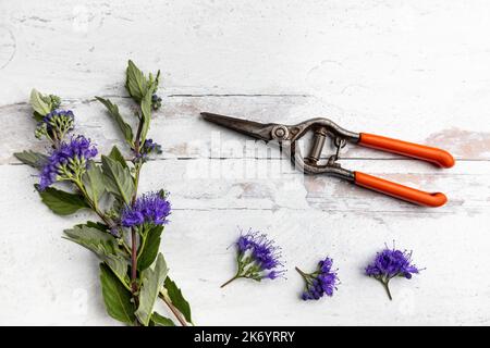 Caryopteris blüht mit Blättern - Studio flach - auf weiß gewaschenen Holz Stockfoto