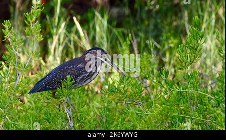 Ein einjähriger, junger Grüner Reiher (Butorides virescens), der vor grünem Hintergrund auf Ambergris Caye, Belize, Mittelamerika, thront. Stockfoto