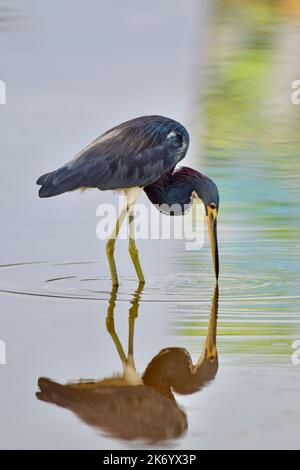 Ein einfarbiger, tricolorierter Reiher (Egretta tricolor), der sich im Wasser mit seinem Schnabel im Wasser auf Ambergris Caye, Belize, Karibik, widerspiegelt. Stockfoto