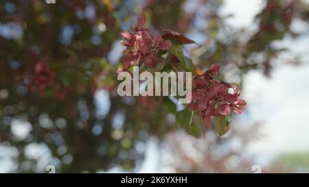 Zeitlupe Gimbal Schuss von roten Apfelbaum Blüte im Spätsommer oder Frühsommer, 120fps Stockfoto