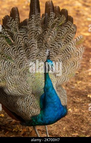 pfau mit Federn, aufgenommen auf brownsea Island am 15/10/2022 Stockfoto