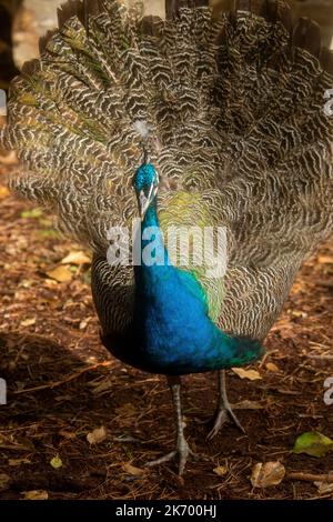 pfau mit Federn, aufgenommen auf brownsea Island am 15/10/2022 Stockfoto