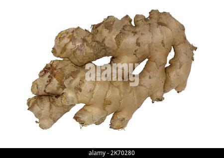 Hoher Winkel der ganzen frischen Ingwerwurzel oder des Rhizoms (Zingiber officinale), isoliert auf weißem Hintergrund Stockfoto