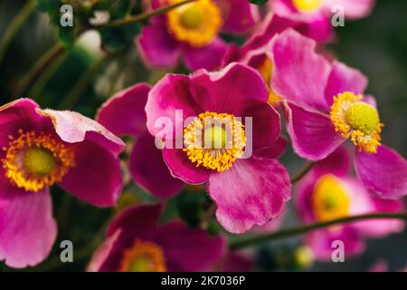 Leuchtend violette Herbstanemone-Blüten aus nächster Nähe. Floraler Hintergrund. Tageslicht Stockfoto