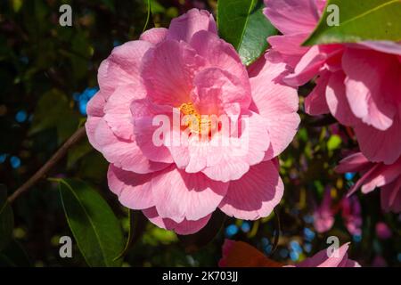 Frühlingsblühende rosa Kamellienblume: Leonardslee Gardens, West Sussex, Großbritannien Stockfoto