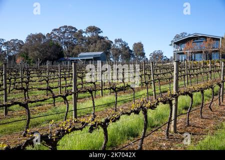 Mortimers Weingarten in Orange NSW, mit Gastunterkünften, Weinanbau Wein mit kühlem Klima, New South Wales, Australien Stockfoto