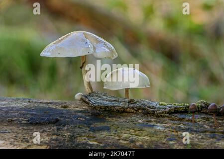 Porzellan Pilz Oudemansiella mucida Stockfoto