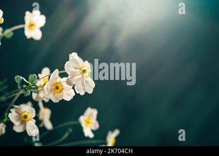 Zarte weiße Blume Anemone Honorine Jobert auf dunklem blauem Hintergrund. Trendfarbe 2023. Floraler Hintergrund Stockfoto