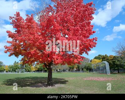 Ahornbaum in brilliant roter Herbstfarbe, im Park mit Baseballdiamant Stockfoto