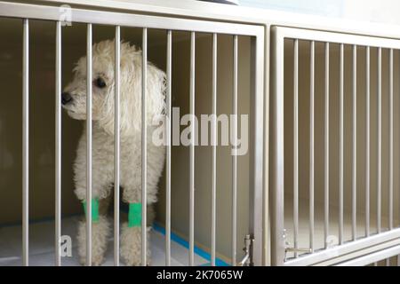 Nahaufnahme eines weißen Welpen, der im Käfig im Tierkrankenhaus oder in der Tierklinik sitzt. Warten auf Erholung von der Behandlung und finden Sie ein gutes Zuhause Stockfoto