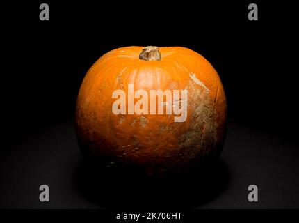 Ein Kürbis in einem dunklen Raum, Studiolicht verwendet. Stockfoto