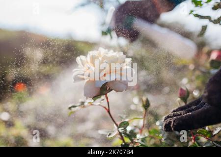 Nahaufnahme der englischen Crocus-Rose. Gärtner trägt Insektiziddünger auf Busch auf. Sprühen mit Fungizid im Herbst. Pflege der Pflanzen. Preve Stockfoto