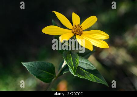 Jerusalemer Artischockenblume auf verschwommenem Hintergrund Stockfoto
