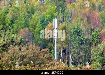 Technologie Handy-Stange im Herbst Wald Stockfoto