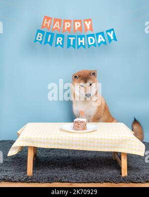 Red shiba inu der 6 Monate alte Welpe sitzt im Flint seiner Geburtstagstorte. Stockfoto