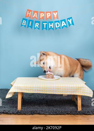 Red shiba inu 6 Monate alter Welpe isst seinen Geburtstagstorte Stockfoto