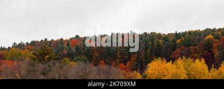 Farbenfrohe Herbstblätter in Wisconsin mit einem Stauben von Schnee auf den Kiefern im Oktober, Panorama Stockfoto