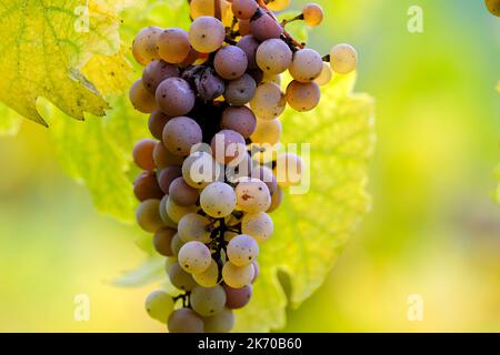 DEU, Deutschland, Deutschland, Rheinland-Pfalz, Bernkastel-Kues, 13.10.2022: reife Weintrauben im Herbst kurz vor der Lese in einem Weinberg bei Bernkaste Stockfoto